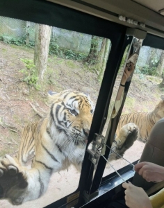 仁信优配 去年雅安碧峰峡景区近30万游客为“它”而来